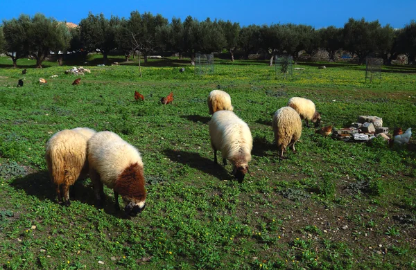 Sheeps in a meadow in the farm