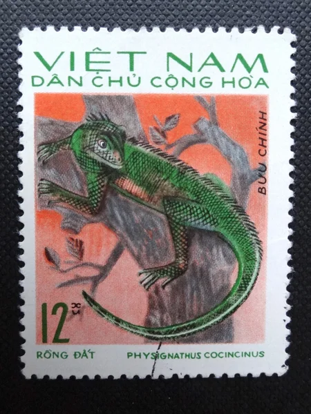 NORTH VIETNAM - CIRCA 1975: A stamp printed in NORTH VIETNAM shows a Chinese Water Dragon (Physignathus cocincinus) also known as Asian Water Dragon or Green Water Dragon, circa 1975.