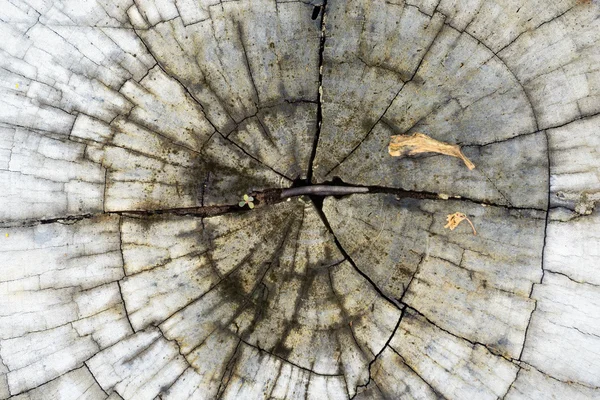 Tree Root Detail