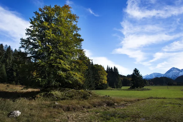 Lush green mountain fields bounded by evergreen trees and woodland with distant blue mountains visible on the horizon