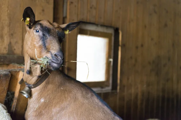 Goat eats straw or hay in his barn with bell at neck