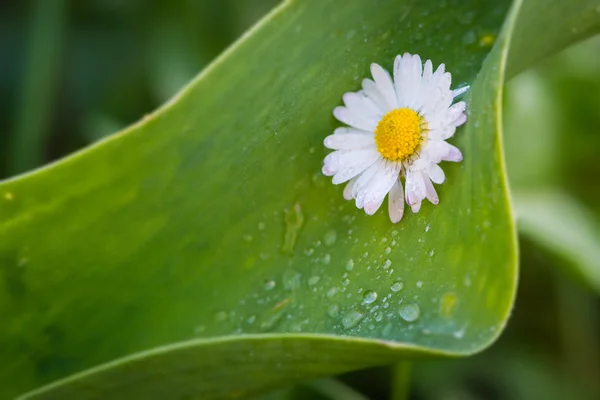 Blossom of daisy flower on big green leaf with water drops