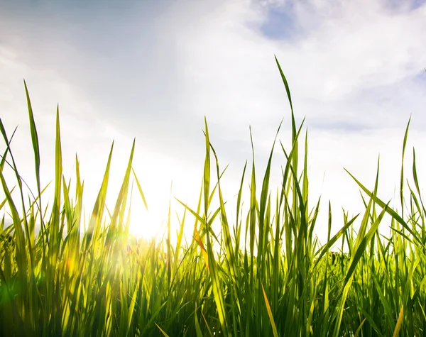 Worm\'s-eye view of the the grass and sky in sunlight
