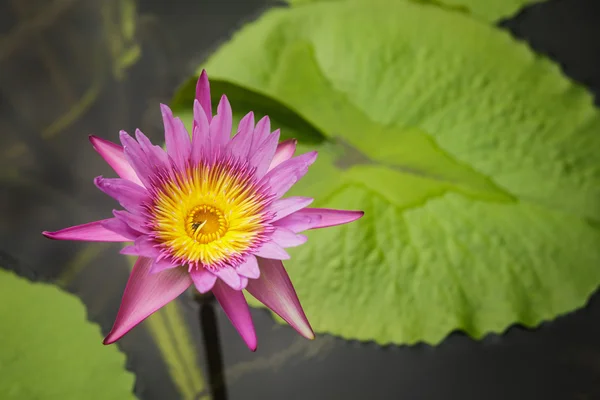Lotus flower and Lotus flower plants in water.