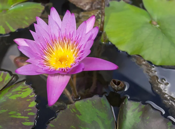 Lotus flower and Lotus flower plants in water.