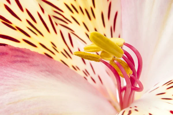 Pink exotic flower. Focus on the pestle flower