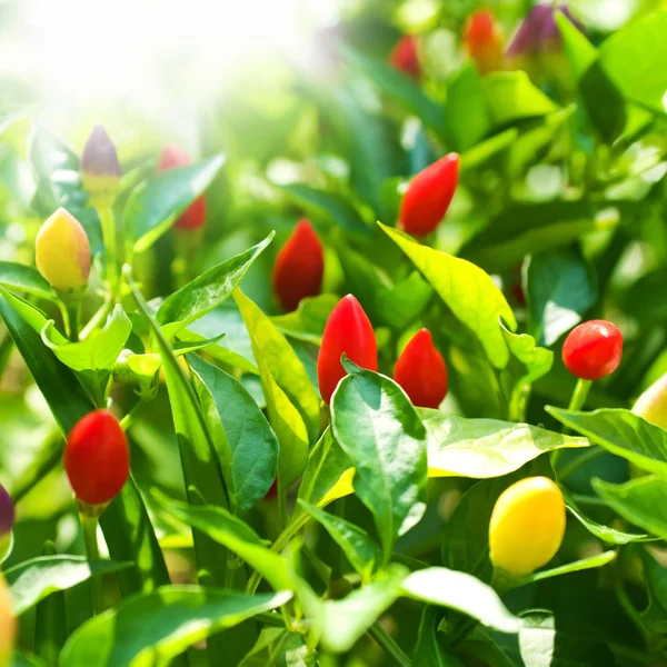 Red chili pepper on the plant (selective focus)