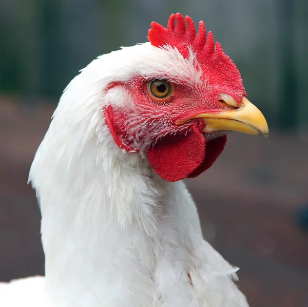 Head of young white rooster