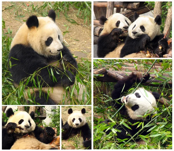 Collage of eating bamboo giant pandas