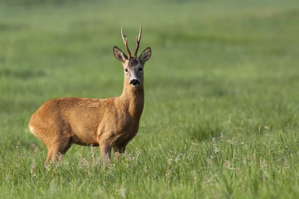 The buck deer in the wild