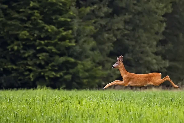 Buck deer on the run
