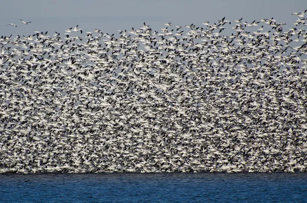 Massive Flock of Snow Geese Taking Flight