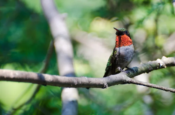 Male Ruby-Throated Hummingbird Perched in a Tree