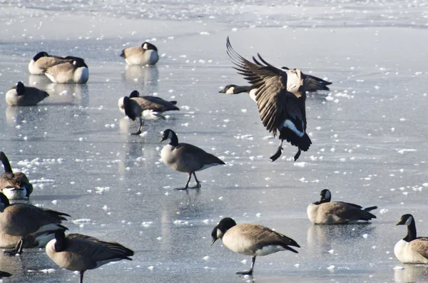 Canada Goose Landing on Frozen Lake