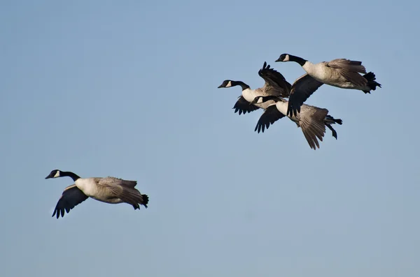 Large Flock of Geese Flying in Blue Sky