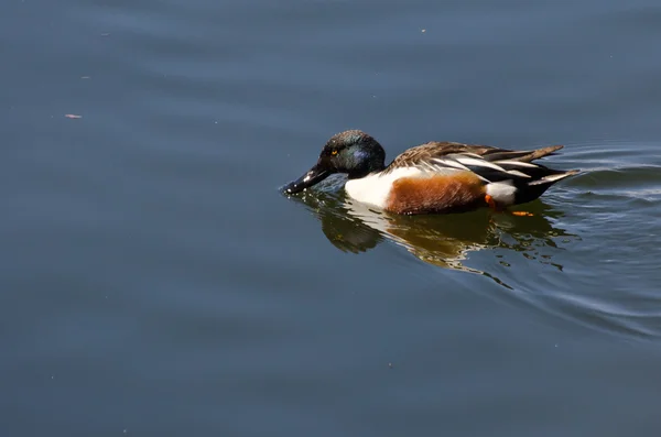 Northern Shoveler Swimming in a Lake