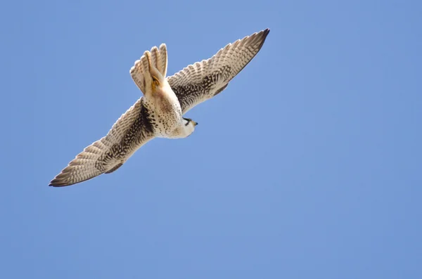 Prairie Falcon Hunting on the Wing