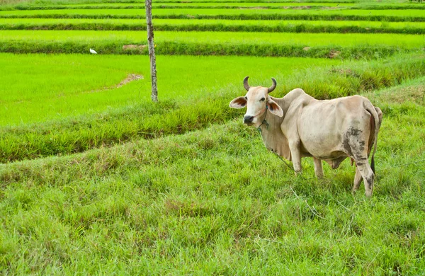 Cow in rice field landscape
