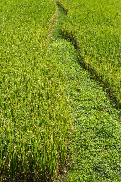 Path Through the Rice Fields