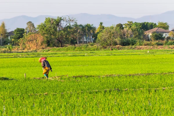 Thai Rice Farmer Worker in Field