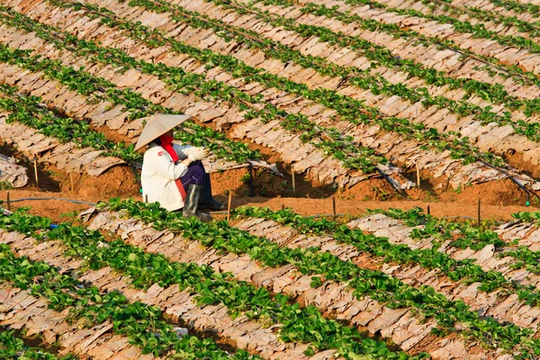 Strawberry Plants field on the Mountain