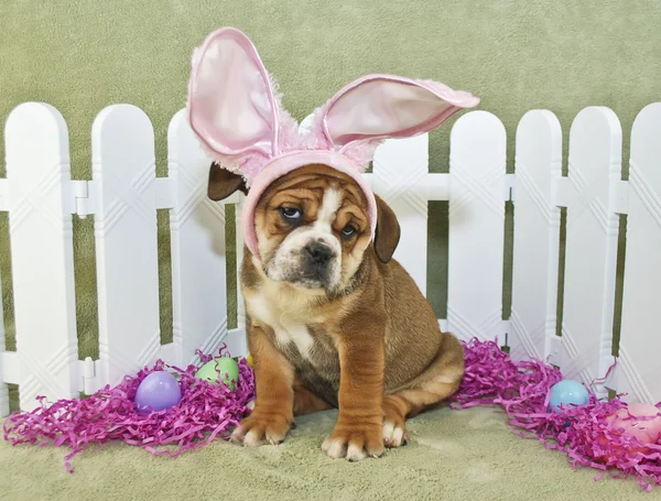 Funny Easter Bulldog