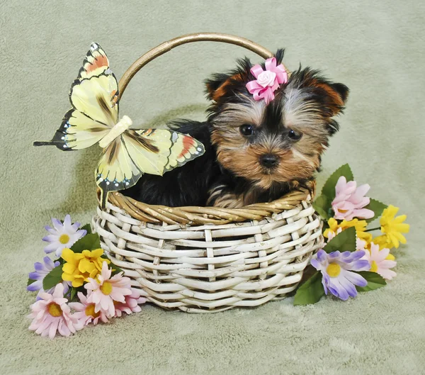 Very Cute Yorkie Puppy