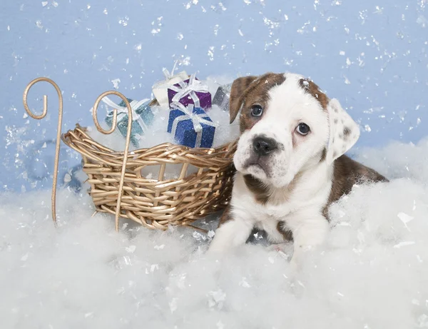 Cute Chrismas Bulldog