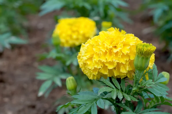 Mari Gold Flower in Field