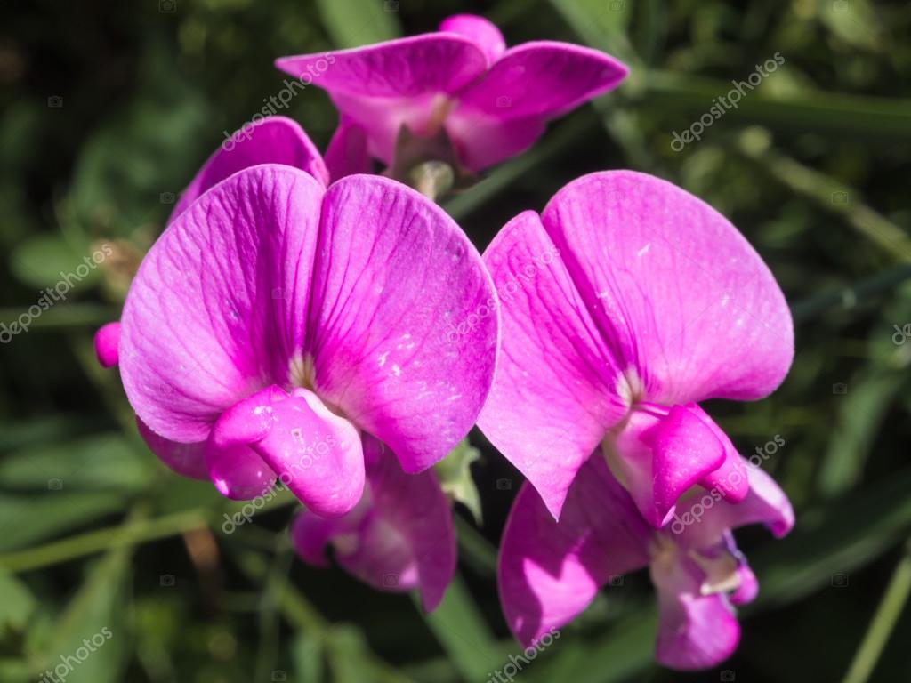 Boa Torpedo Omer Sub Per Subacquei - Gonfiabile In PVC, Forma A 8, Spessore 0.7mm - Foto 2