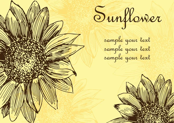 sunflower flower drawn, vector