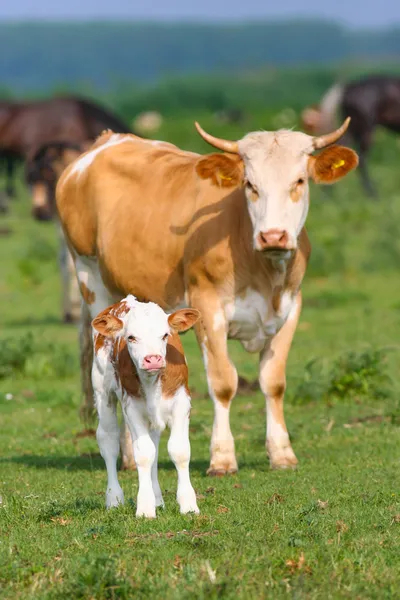 Cow and baby calf