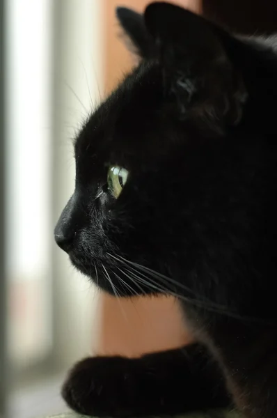 Black cat face starring outside