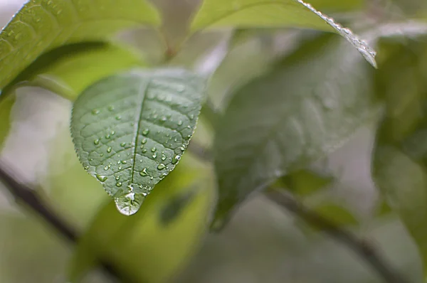 Leaf with raindrops.