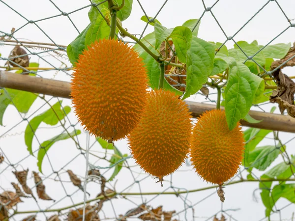 Gac fruit (Momordica cochinchinensis) is cultivated throughout Southeast Asia