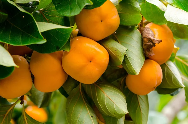 Persimmon tree with fruit in the orchard