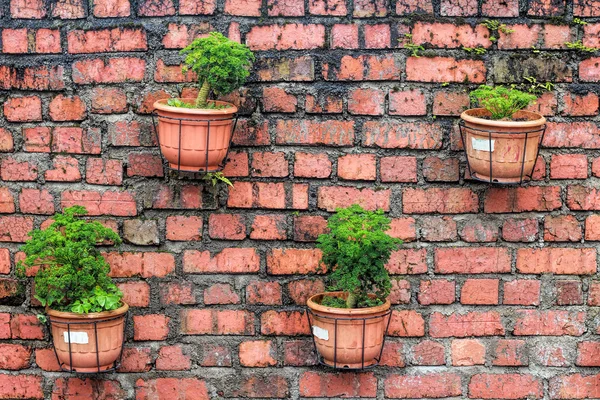 Some Potted Vegetables Hung On The Stone Walls