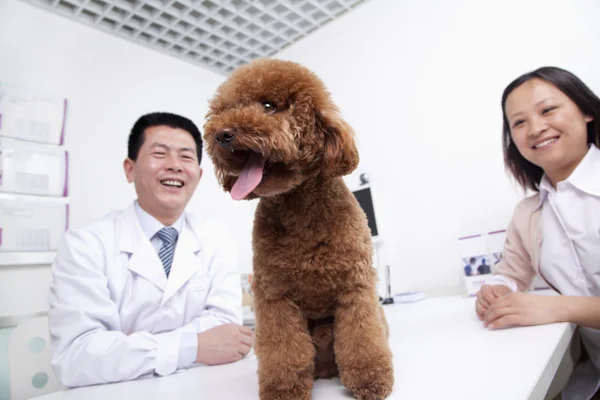 Woman with pet dog in veterinarian\'s office