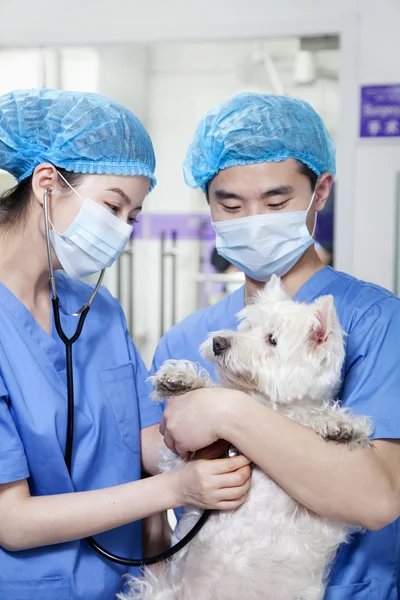 Veterinarians examining dog