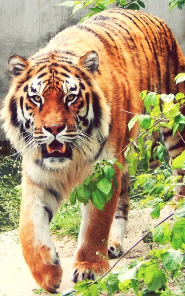 Amur tiger in the woods