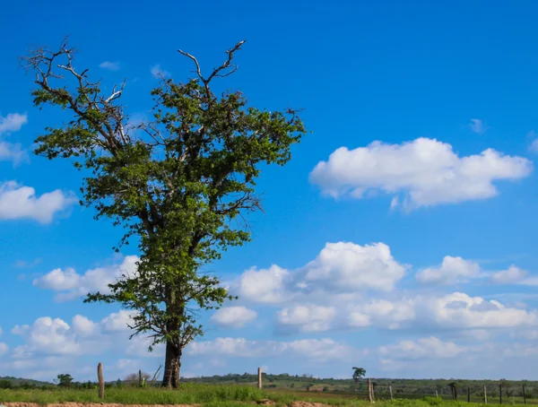 Tree and sky