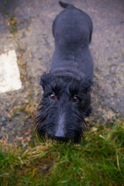 Black Mixed Terrier Dog Outdoors