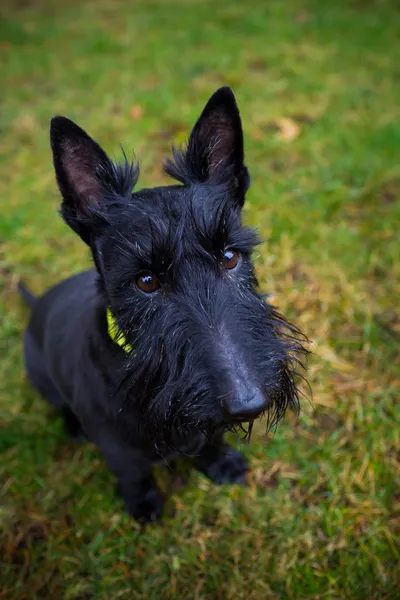 Black Mixed Terrier Dog Outdoors