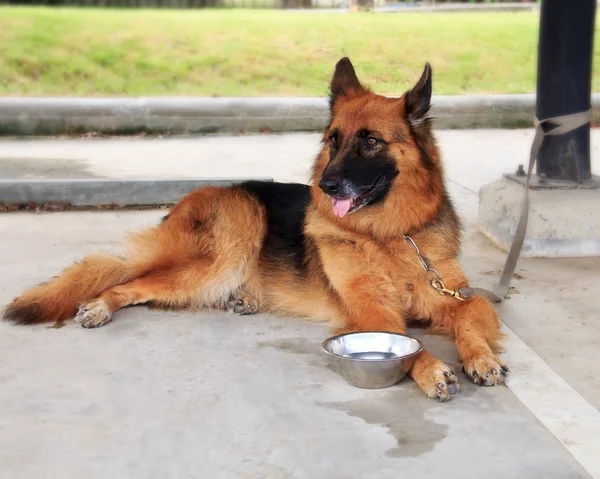 Alsatian dog lying in observation.