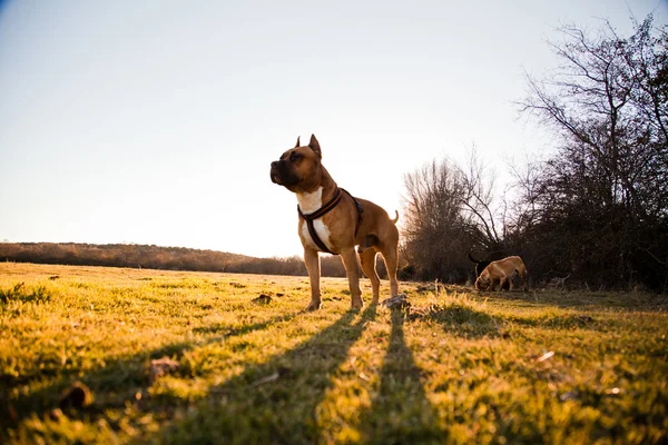 Strong dog walking free in meadow