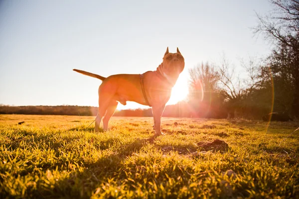 Strong dog walking free in meadow