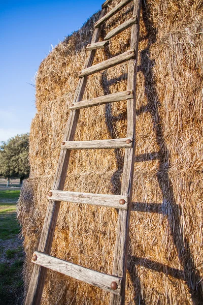 Ladders leaning on bales of hay