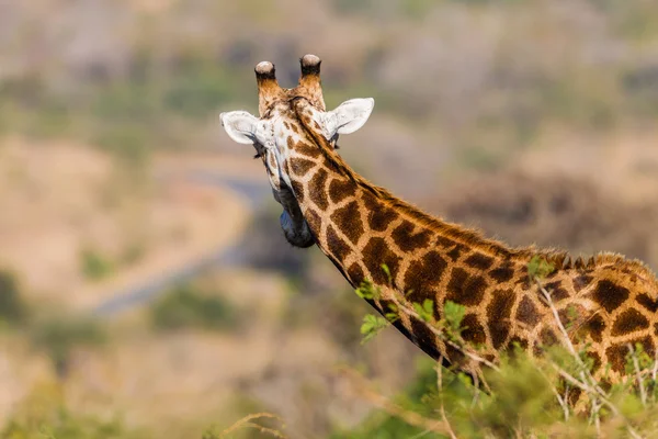 Wildlife Giraffe Tourist Again