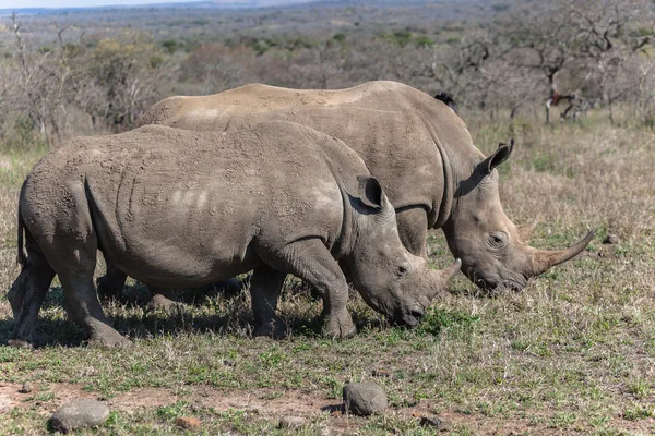 Rhino Wildlife Animals