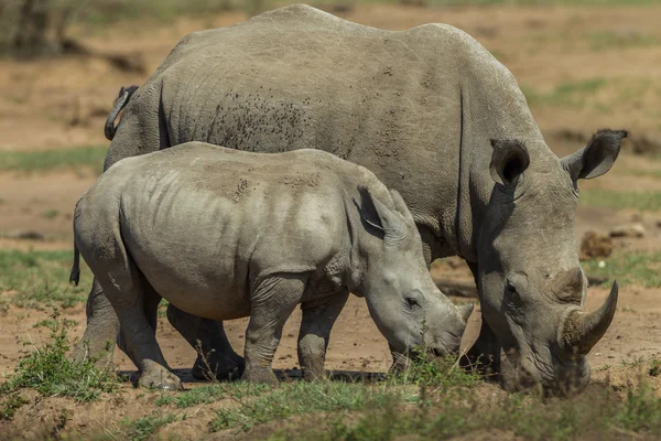 Rhino Calf Wildlife Animals
